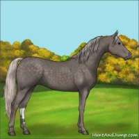 Horse Color:Silver Black 