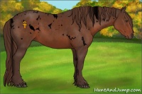 Horse Color:Void White Spotted Liver Chestnut 