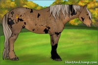 Horse Color:Void White Spotted Chocolate Palomino