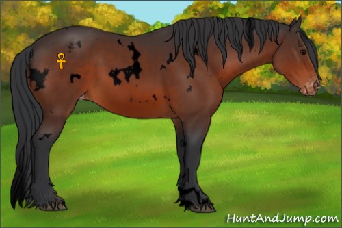 Horse Color:Void White Spotted Bay Varnish 