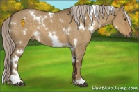 Horse Color:White Spotted Chocolate Palomino Dun
