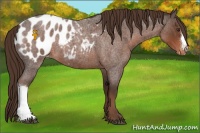 Horse Color:Liver Red Roan Appaloosa 