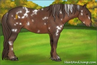 Horse Color:White Spotted Liver Chestnut 