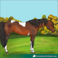 Horse Color:Brown Tobiano Rabicano