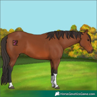 Horse Color:Bay Tobiano Rabicano 