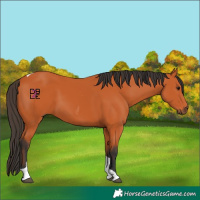 Horse Color:Bay Tobiano Rabicano