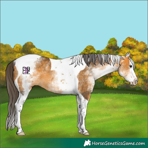 Horse Color:White Spotted Buckskin Splash Tobiano Rabicano 