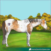 Horse Color:White Spotted Buckskin Splash Tobiano Rabicano