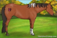 Horse Color:Bay Sabino Tobiano Rabicano