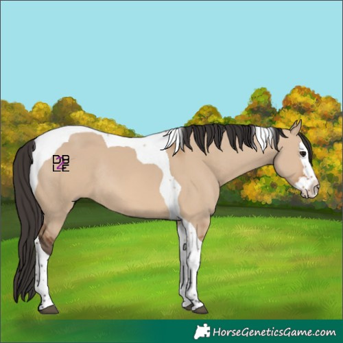 Horse Color:Bay Dun Splash Tobiano Rabicano