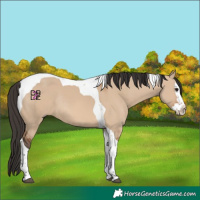 Horse Color:Bay Dun Splash Tobiano Rabicano 