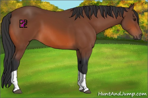 Horse Color:Bay Tobiano Rabicano 