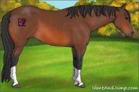 Horse Color:Bay Tobiano Rabicano