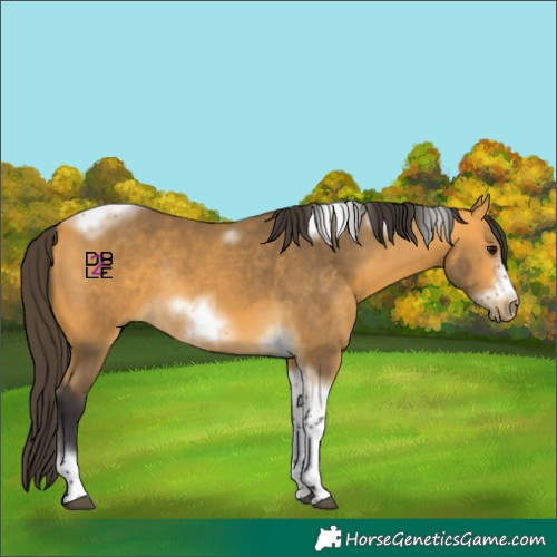Horse Color:Buckskin Tobiano Frame Rabicano