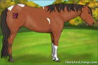 Horse Color:Bay Tobiano Rabicano