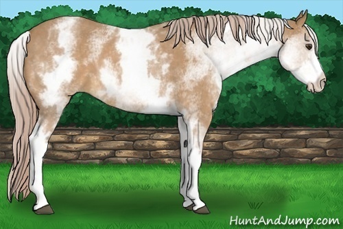 Horse Color:White Spotted Palomino Roan 