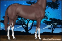 Horse Color:White Spotted Chocolate Black Sabino 