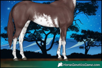 Horse Color:White Spotted Chocolate Black 
