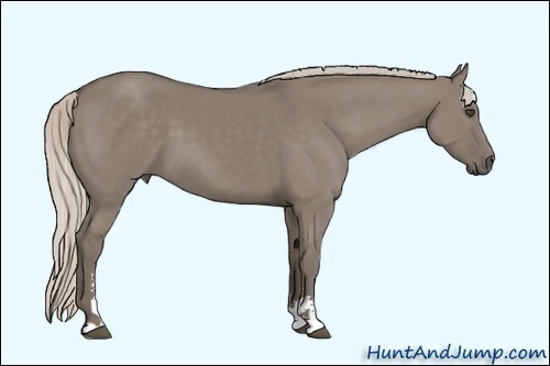 Horse Color:Unknown 