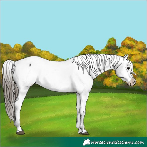 Horse Color:Black Varnish Rabicano 