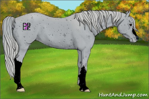 Horse Color:ERROR: UNKNOWN ANOMALY