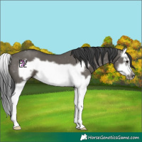 Horse Color:Grullo Splash Frame 