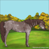 Horse Color:Chocolate Black