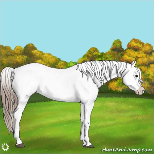 Horse Color:Grullo Roan Appaloosa Rabicano 