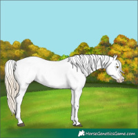 Horse Color:Palomino Appaloosa 
