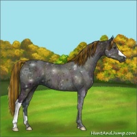 Horse Color:Painted Midnight Buckskin Ice Onyx 