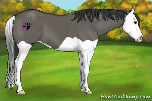 Horse Color:Grullo Splash