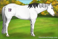 Horse Color:Black Sabino Splash Appaloosa 