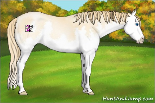 Horse Color:Buckskin Pearl Splash