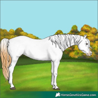Horse Color:Smoky Grullo Appaloosa 