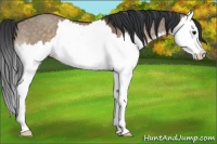 Horse Color:Brown Dun Splash