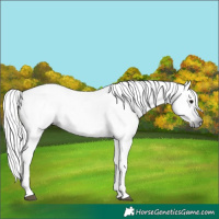 Horse Color:Gray Void Nacre Smoky Grullo