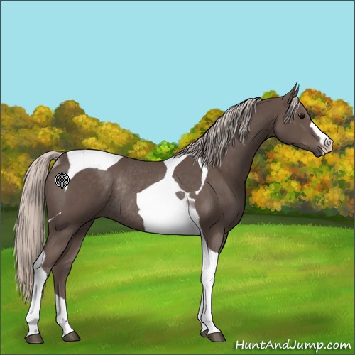 Horse Color:Silver Black Tobiano Rabicano