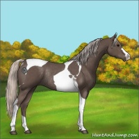 Horse Color:Silver Black Tobiano Rabicano 