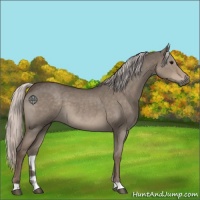 Horse Color:Silver Grullo Roan 