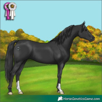Horse Color:Black 