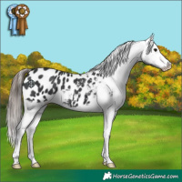 Horse Color:Black Appaloosa