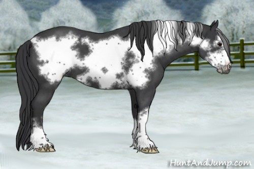 Horse Color:Blue Roan Frame 