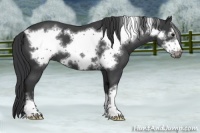 Horse Color:Blue Roan Frame 