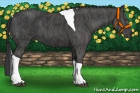 Horse Color:Black Tobiano Brindle