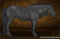 Horse Color:Black  Brindle