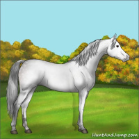 Horse Color:Gray Bay 