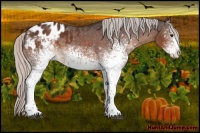 Horse Color:Silver Brown Sabino Appaloosa