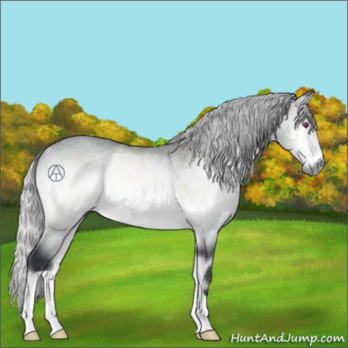 Horse Color:Silver Bay Chinchilla Onyx Rabicano