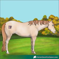 Horse Color:Amber Champagne Pearl