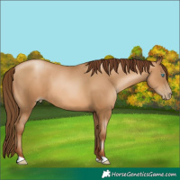Horse Color:Gray Amber Champagne Pearl 